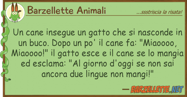 Barzellette Animali cane insegue gatto nasconde