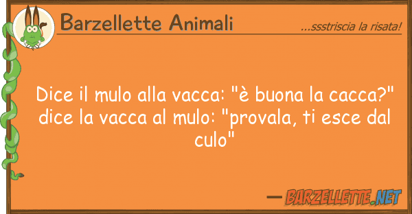Barzellette Animali dice mulo vacca: "è buona ca