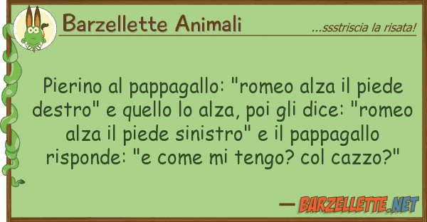 Barzellette Animali pierino pappagallo: "romeo alza pi