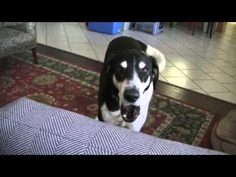 Un cane doppiato che parla con il suo padrone..che divertente!