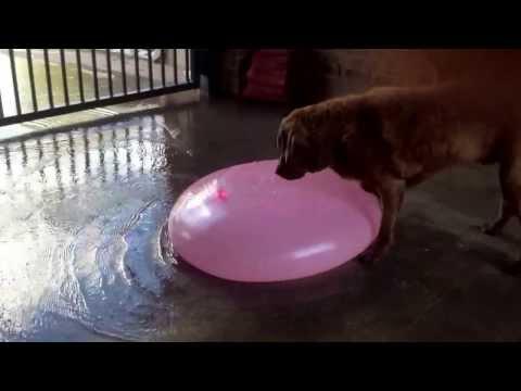 Un cane cerca di far scoppiare un palloncino d'acqua..che paura!