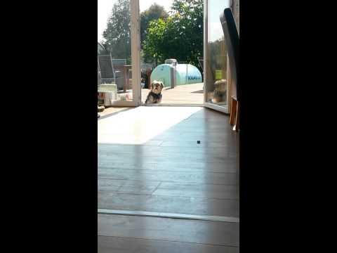 Riuscite a capire perchè il cane non entra?