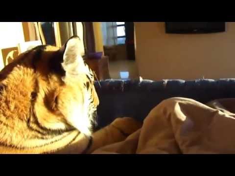 Uomo che dorme con una tigre nel letto...incredibile!