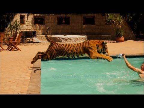Attenzione, c'è una tigre che gioca in piscina!