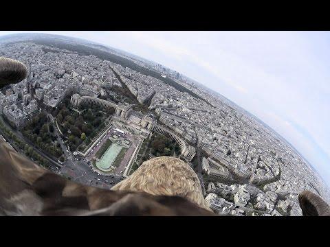 Cosa vede un'aquila mentre sorvola Parigi...che spettacolo!