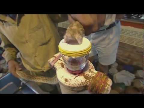 Guardate l'effetto del veleno di un serpente sul nostro sangue!