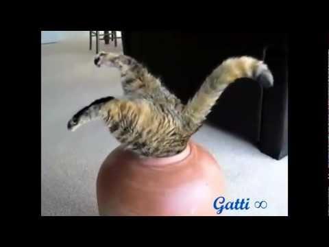 Che divertenti questi gatti!