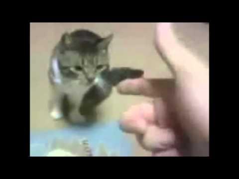 Animali che fanno finta di morire...che divertenti!