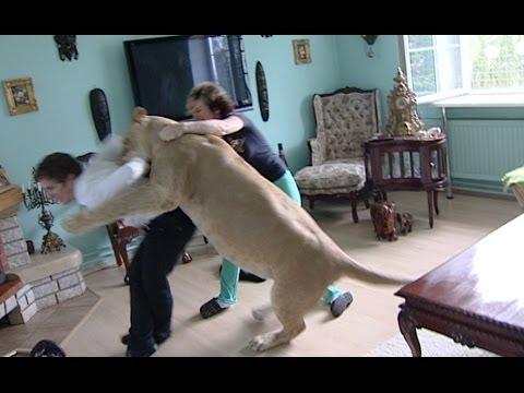 Vivere con un leone...e se poi si ribella?! ha rischiato la vita