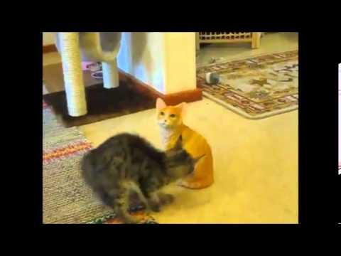Un gattino che ha molta voglia di giocare con l'amico immobile!