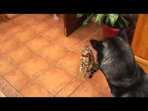 Gattino che fa innamorare un husky!