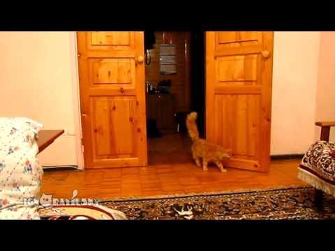 Gatto impaurito dal tasto del pc...guardate che salti!