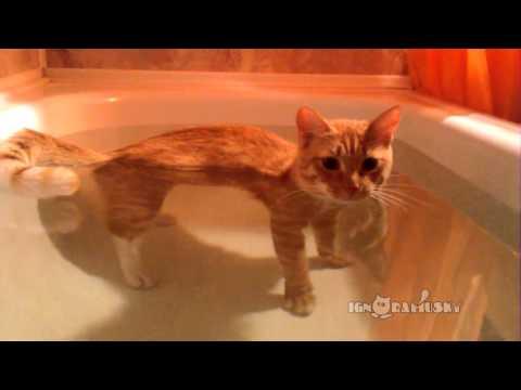 Un gatto che si fa un bagno..ma è terrorizzato poverino!