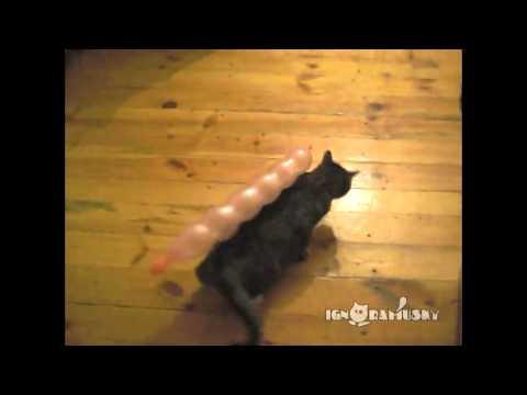Che divertenti questi gattini!