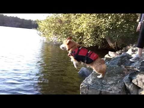 Che stile questo cagnolino, si tuffa anche dalle scogliere!