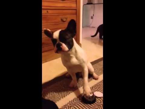 Che furbo questo canino, ha imparato a suonare il campanello!