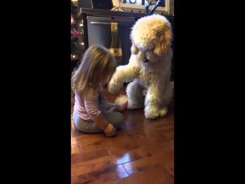 Cosa deve fare un cane per ottenere il suo croccantino!