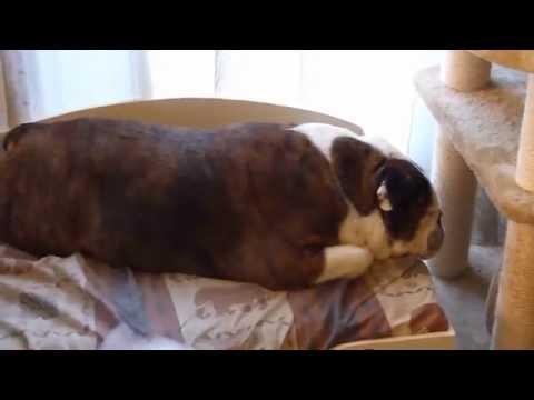 Un cane che si lascia coccolare dal gattino!