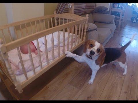 Un cane veramente speciale che culla la sua padroncina!