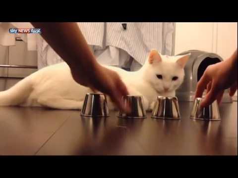 Un gatto intelligente che gioca ai tre bicchieri...incredibile!