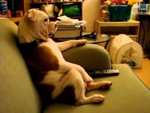 Anche i cani preferiscono stare in poltrona a vedere la tv!