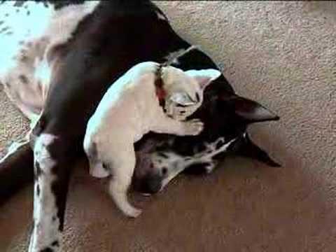 Guardate il coraggio di questo cucciolo con un alano!