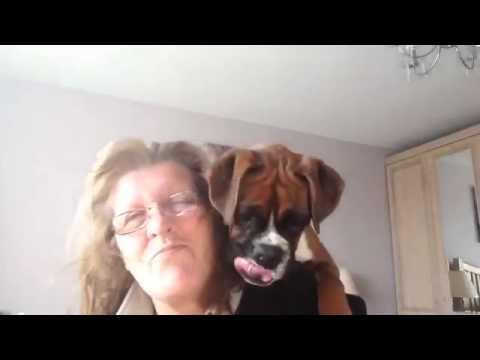 Questo cane non gradisce il phon e guardate cosa combina!