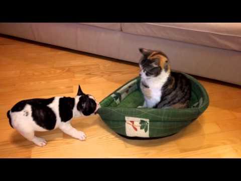 Cane cerca di rubare il lettino al gatto ma non ce la farà mai!