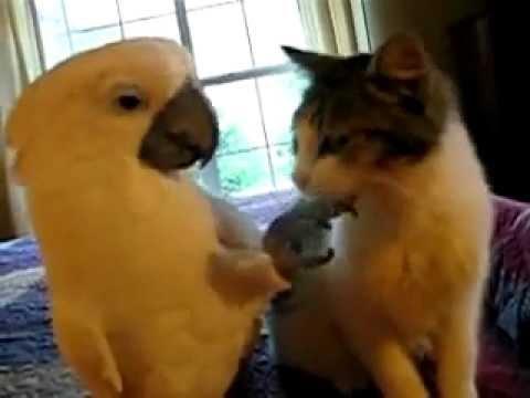 Il gatto gradirà le coccole di questo pappagallo?