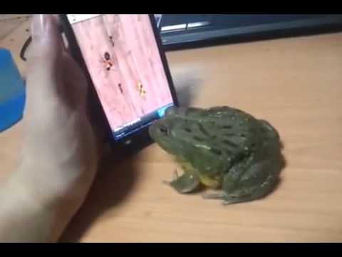 Rana che mangia le formiche dallo smartphone..ma finisce male!