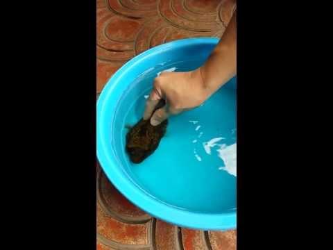 Avete mai visto come si difende il pesce palla!?