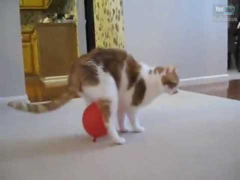 Gatto e il palloncino che non si vuole staccare!