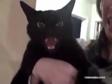 Quando i gatti si innervosiscono possono fare veramente paura!