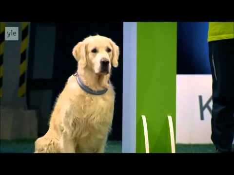 Un cane poco ubbidiente ma troppo simpatico!