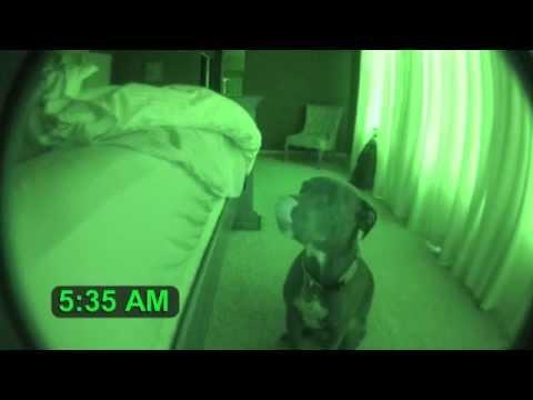 Uomo che usa come sveglia il suo simpatico cagnolino!