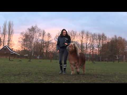 Questo pony felicissimo non vuole proprio fare gli esercizi!