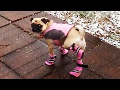 Le buffe reazioni di cani che indossano delle scarpe!