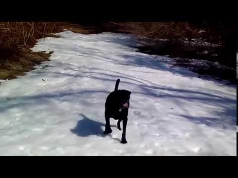 Cosa combina questo cane sulla neve?!...da morir dal ridere!