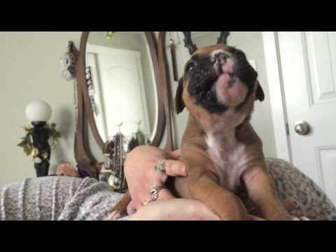 Boxer che cerca di ululare...sentite che carino!
