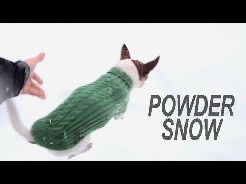 Canino che viene lanciato nella neve...ma guardate cosa succede!