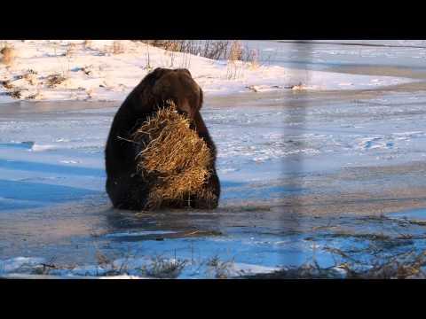 Orso che gioca con una balla di fieno!
