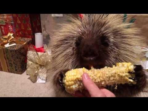 Istrice che sgranocchia la pannocchia e parla con la padrona!