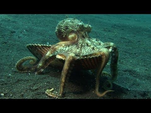 Secondo voi è un mollusco?!...guardate bene..