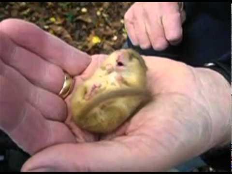 Quando si dice "dormire come un ghiro" è proprio vero!!