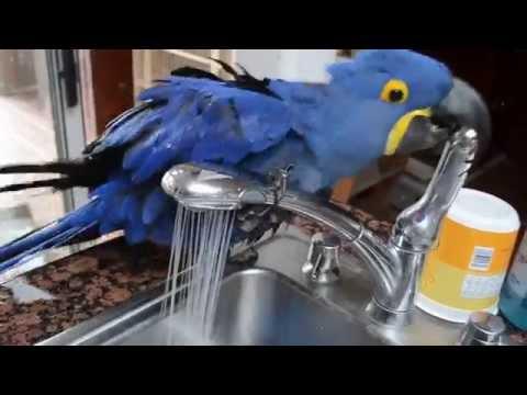 Un pappagallo con una grossa passione...l'acqua!