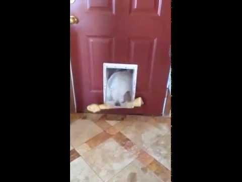 Riuscirà ad entrare in casa questo cane con il suo osso?