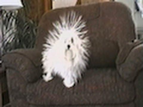 Un normale cane sul divano ma poi si "elettrizza"
