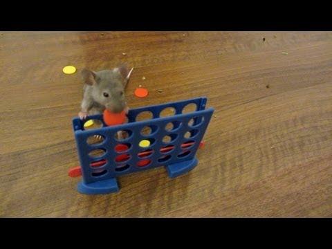 Molti di voi lo odiano...ma guardate com'è intelligente!
