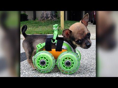 Cane nato senza zampe..guardate cosa inventa la padrona