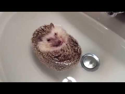 Che tenero questo riccio che fa il bagno!